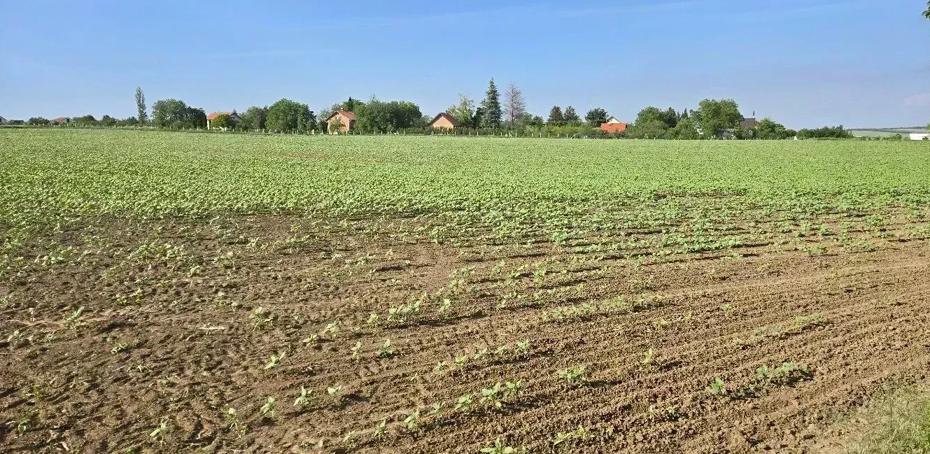 Čortanovci, 333 ari, građevinsko zemljište